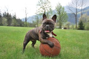 Read more about the article Pet Owners: Tips For Welcoming French Bulldog Puppy Into Your Family