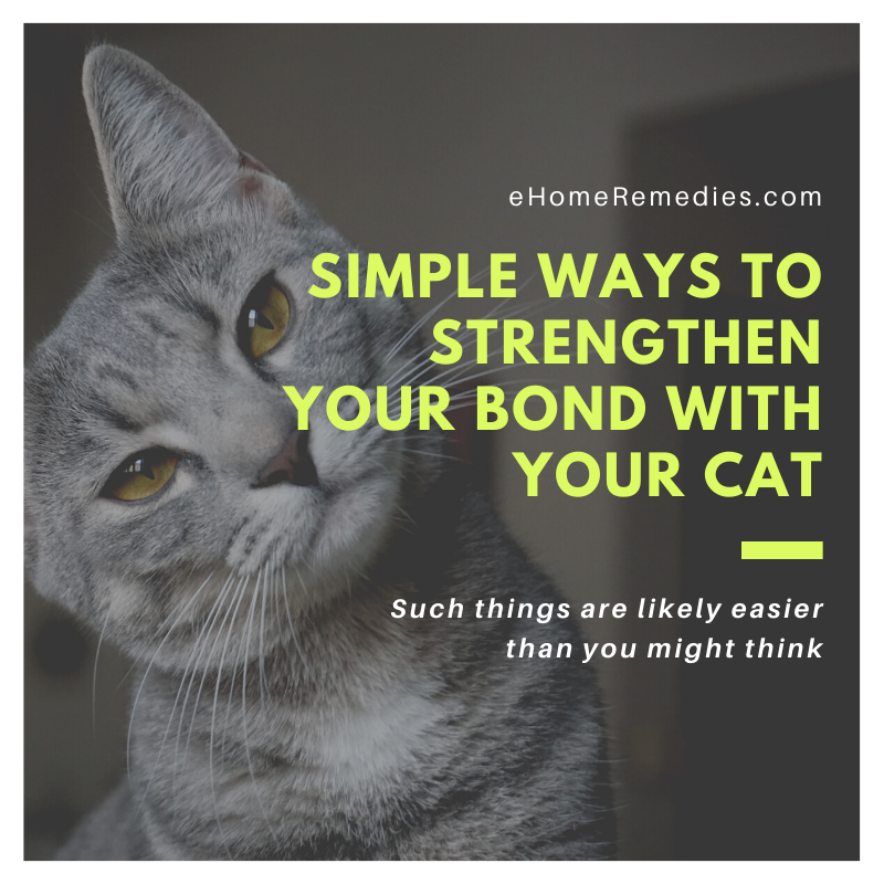 Strengthen Your Bond With Your Cat