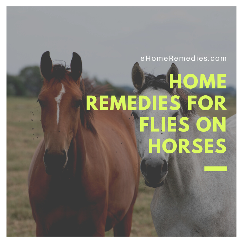 Home Remedies For Flies on Horses