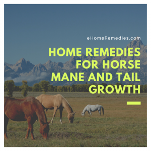 Read more about the article Home Remedies For Horse Mane and Tail Growth