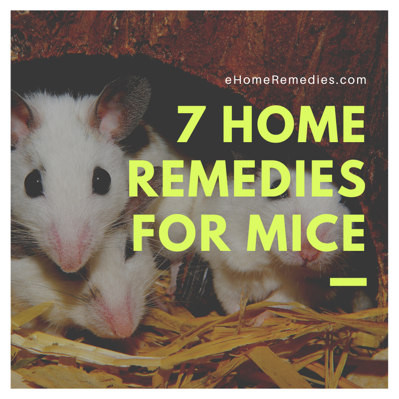 Home Remedies For Mice