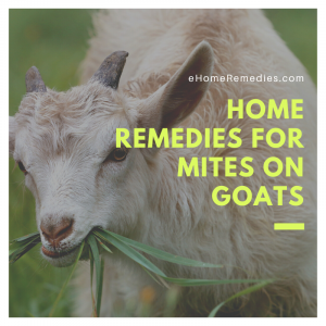 Read more about the article Home Remedies For Mites on Goats