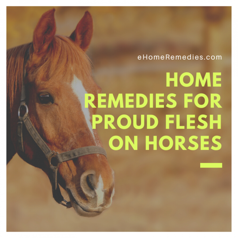 Home Remedies For Proud Flesh on Horses