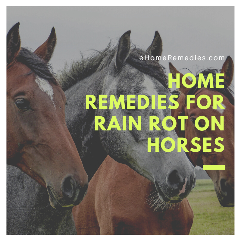 Home Remedies For Rain Rot on Horses