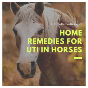 Read more about the article Home Remedies For UTI in Horses
