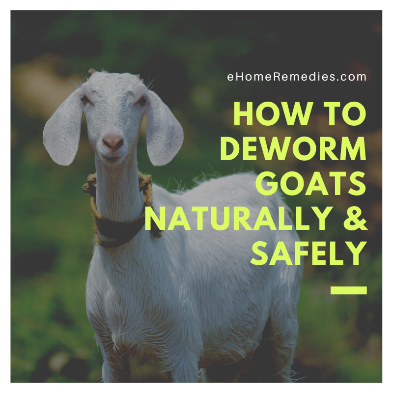 How to Deworm Goats Naturally