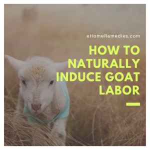Read more about the article How to Naturally Induce Goat Labor