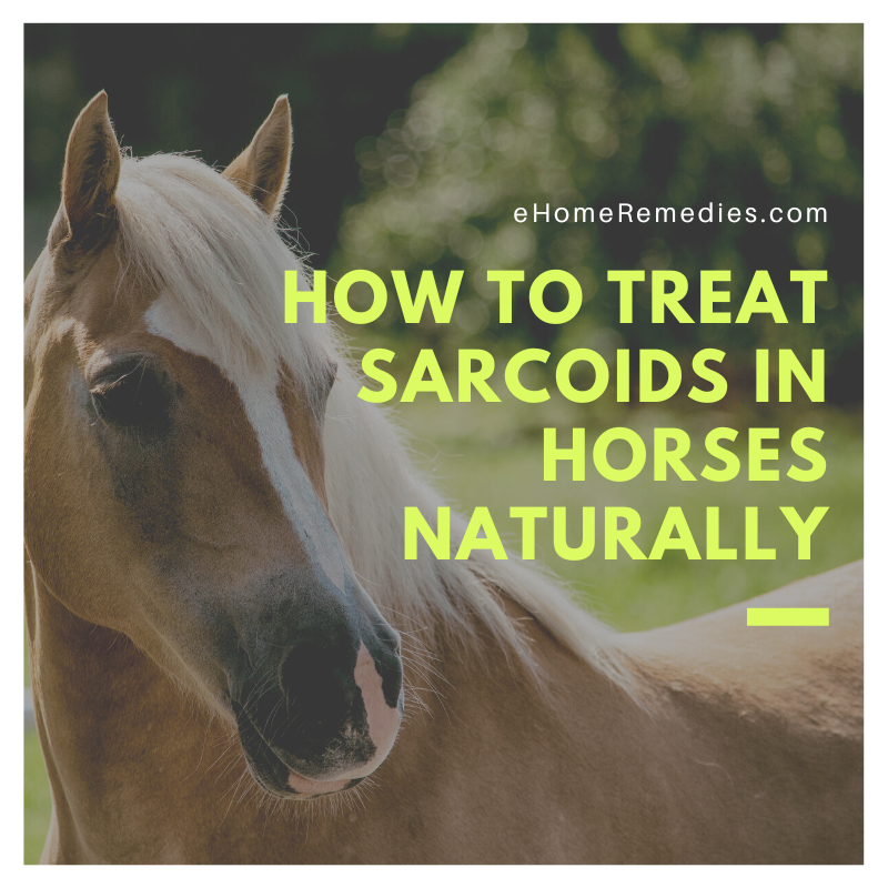 How to Treat Sarcoids in Horses Naturally