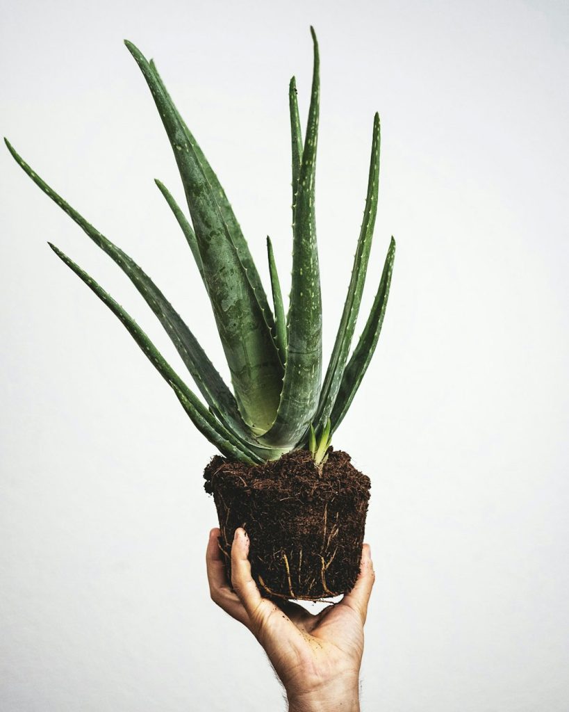 Aloe Vera plant in a pot, used for natural home remedies and skincare.