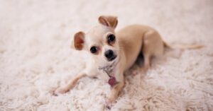 Read more about the article 16 Home Remedies for Worms in Dogs: What Works, What Doesn’t, and When to Call the Vet