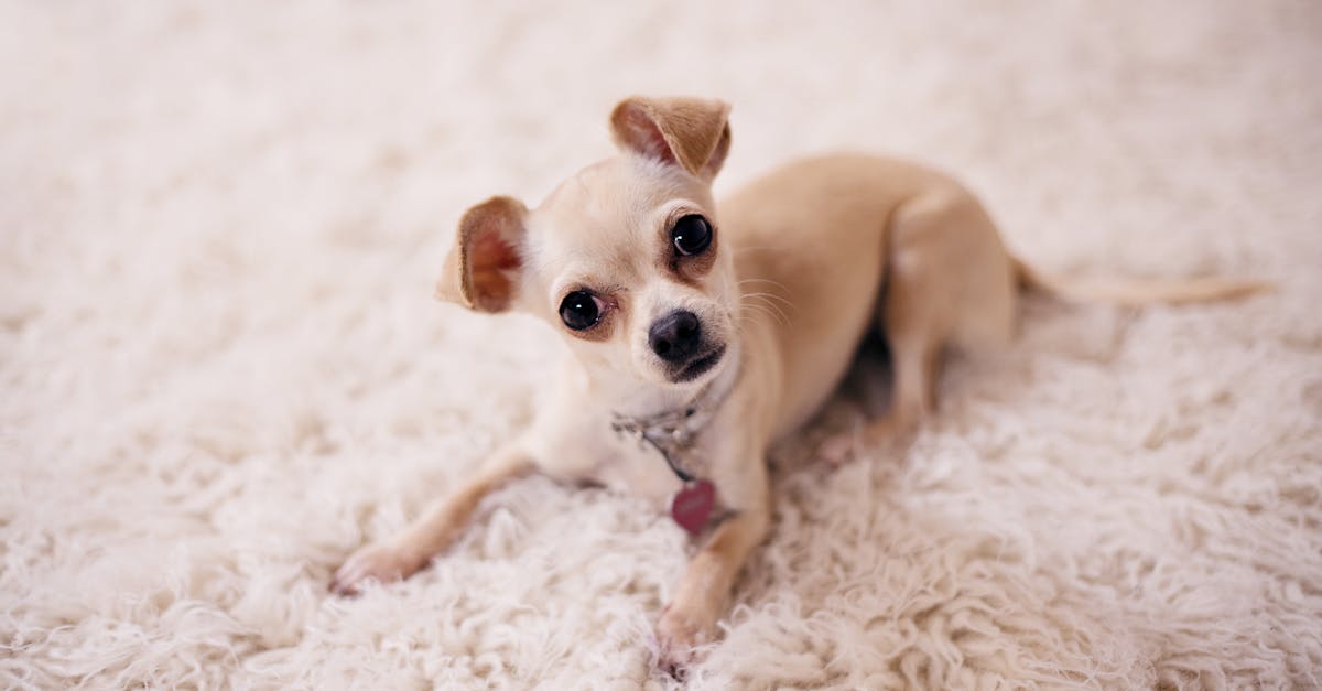 Read more about the article 16 Home Remedies for Worms in Dogs: What Works, What Doesn’t, and When to Call the Vet