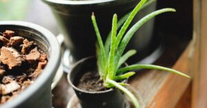 Read more about the article Benefits Of Aloe Vera: Science-Backed Uses For Natural Health
