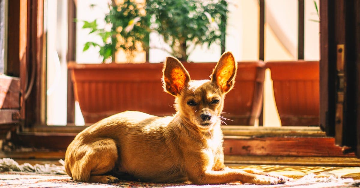 Read more about the article 10 Home Remedies For Dog Ear Infections: Safe, Natural Relief For Your Pup