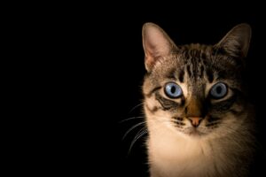 Read more about the article 18 Home Remedies For Fleas On Cats: Gentle, Low-Toxicity Strategies That Actually Help