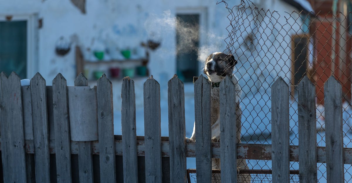 Read more about the article 12 Home Remedies For Your Dog’s Bad Breath: A Natural Guide For Concerned Pet Parents