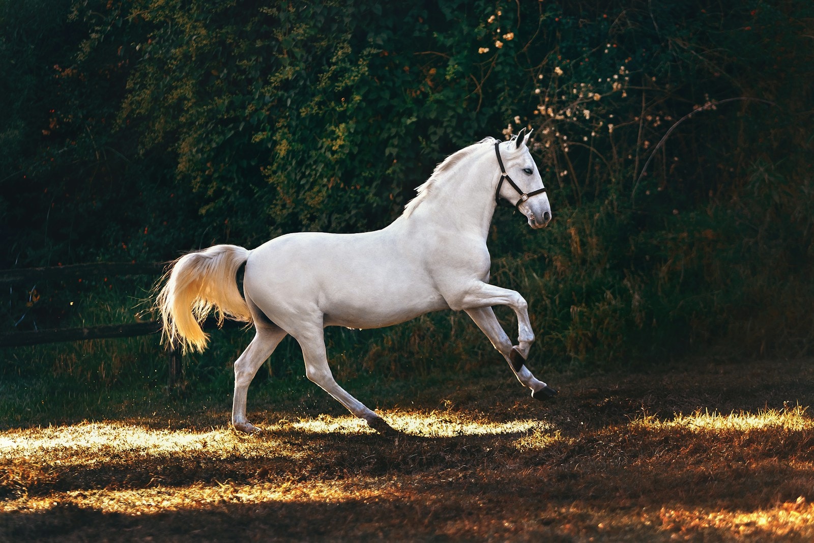 You are currently viewing 18 Home Remedies For UTI In Horses: Safe, Natural Support For Equine Urinary Health