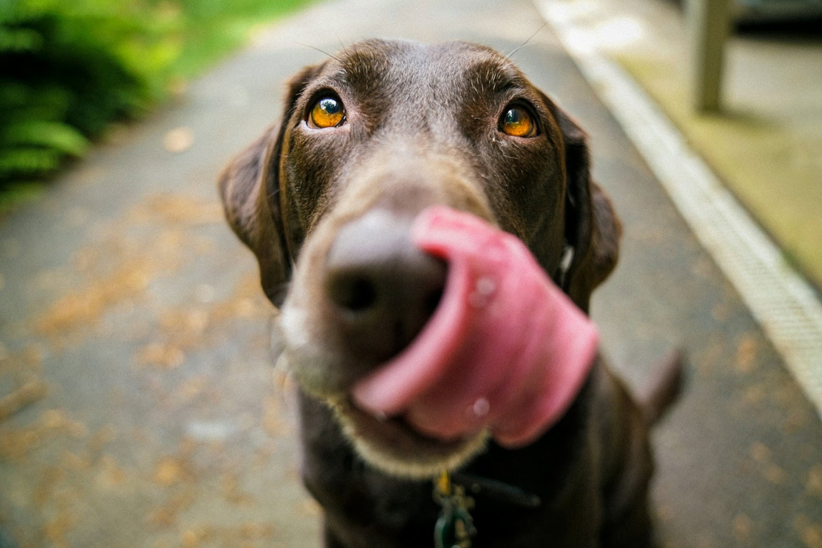 Read more about the article Home Remedies For Constipation In Dogs: Gentle, Natural Relief That Actually Works