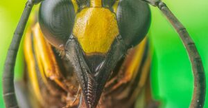 Read more about the article 20 Natural Remedies for Bug Bites & Bee Stings: God’s Healing Creation: Natural Remedies for Bug Bites and Bee Stings