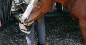 Read more about the article 16 Natural and Home Remedies for Horse Colic: A Holistic Care Guide