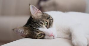 Read more about the article 20 Holistic Home Remedies for Cat Chin Acne: A Gentle, Natural Guide for Pet Parents
