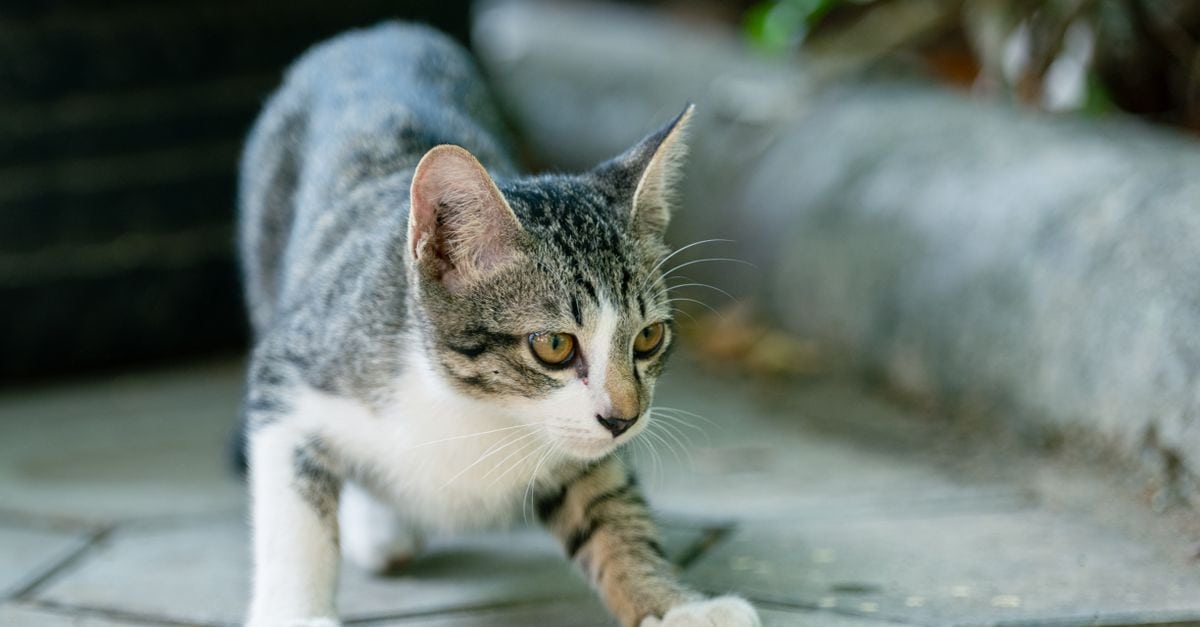 You are currently viewing Natural Remedies For Cat Urinary Tract Infection: Safe Supportive Care For Cat Owners in 2026