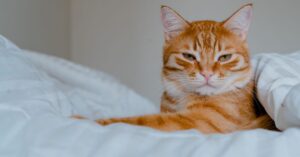 Read more about the article 15 Natural Home Remedies for Cat Constipation: A Holistic Guide to Gentle Relief