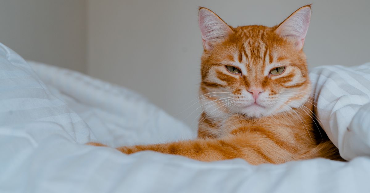 You are currently viewing Natural Home Remedies for Cat Constipation: A Holistic Guide to Gentle Relief