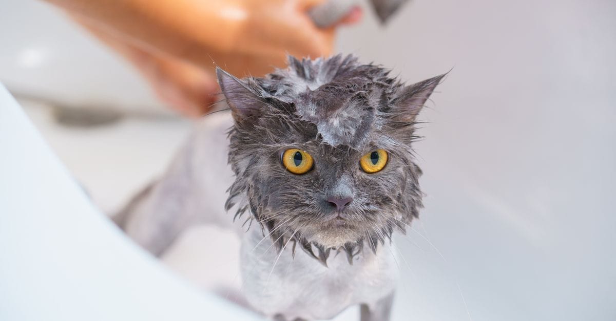 You are currently viewing Home Remedies For Cat Hairballs: Safe, Natural Ways To Help Your Cat At Home