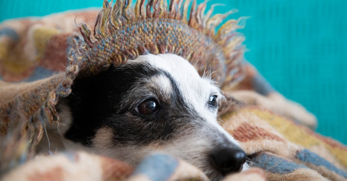 You are currently viewing Calming the Storm: Natural Remedies for Dog Anxiety From Fireworks (A Holistic Guide)