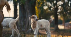 Read more about the article How to Treat Goat Scours Naturally: 20 Natural Remedies for Goat Scours for Faith-Based Homesteaders