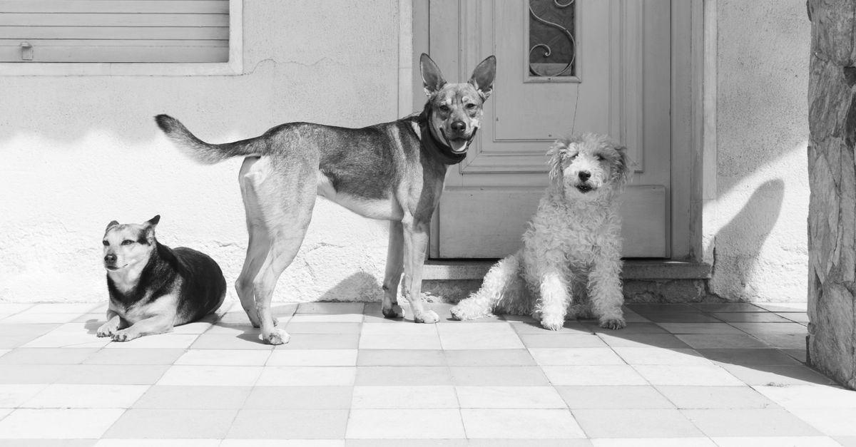 You are currently viewing 20 Home Remedies for Dog Scooting and Anal Glands: Science-Backed Ways to Heal Your Dog Naturally