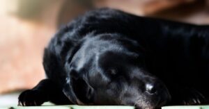 Read more about the article Home Remedies for Dog Arthritis and Joint Pain: A Holistic Veterinary Guide