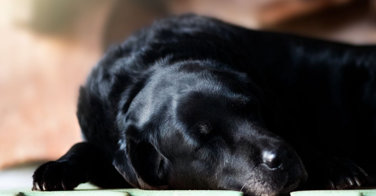 You are currently viewing Home Remedies for Dog Arthritis and Joint Pain: A Holistic Veterinary Guide