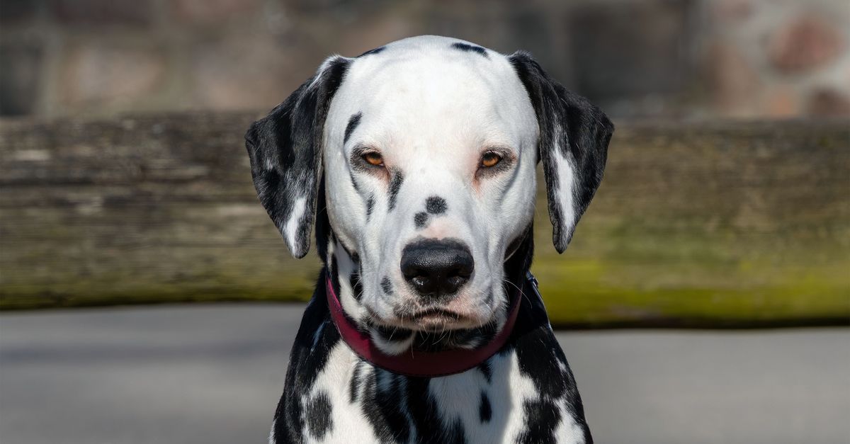 You are currently viewing Natural Remedies for Dog Tear Stains: A Complete Guide to Holistic Canine Eye Care