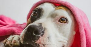 Read more about the article 20 Natural Home Remedies for Dog Eye Discharge and Pink Eye: A Faithful Guide to Holistic Care