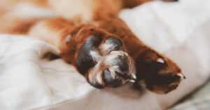 Read more about the article Home Remedies for Dog Yeast Infection on Paws: A Complete Natural Healing Guide