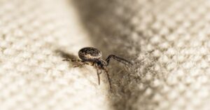 Read more about the article 20 Effective Natural Ways to Repel Spiders from Your Home: A Biblical, Herb-Based Guide