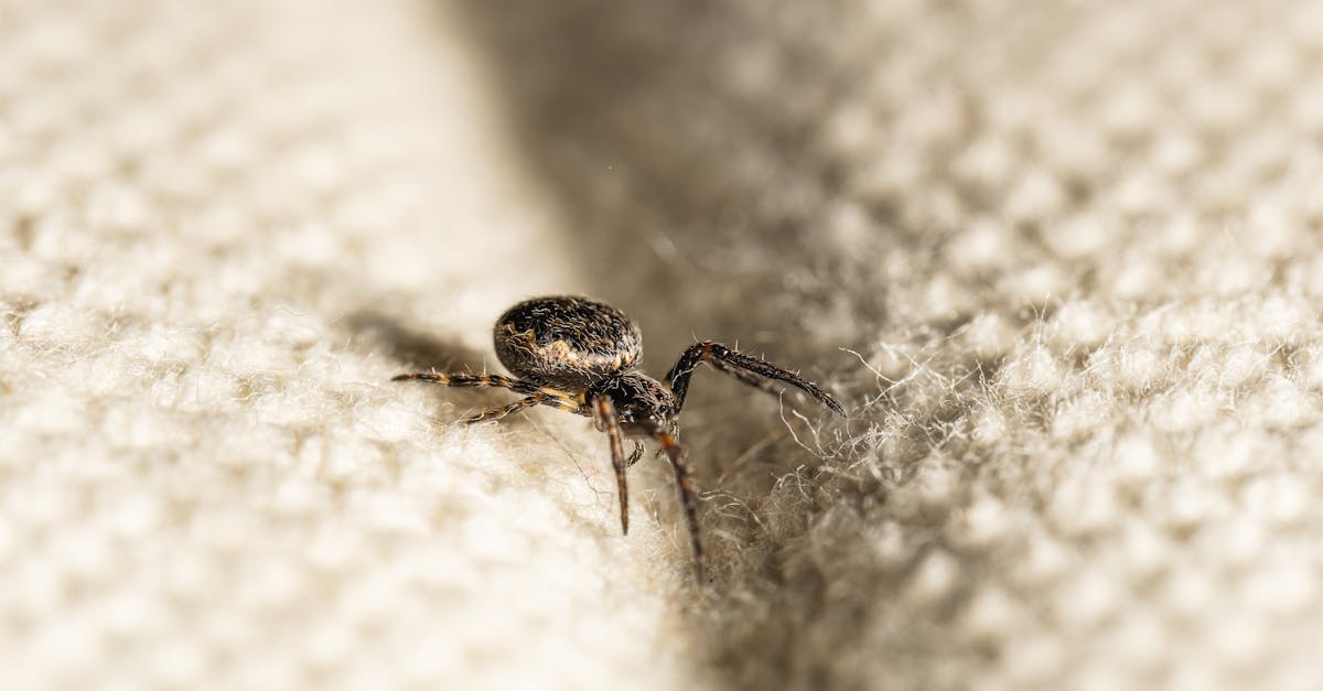 You are currently viewing 20 Effective Natural Ways to Repel Spiders from Your Home: A Biblical, Herb-Based Guide