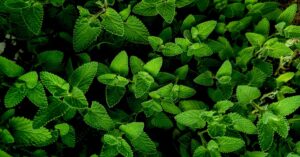 Read more about the article 15 Medicinal uses of peppermint oil: The Healing Power of Peppermint Oil for Natural Restoration