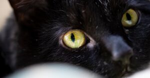 Read more about the article Natural Home Remedies for Cat Eye Discharge: A Holistic Care Guide