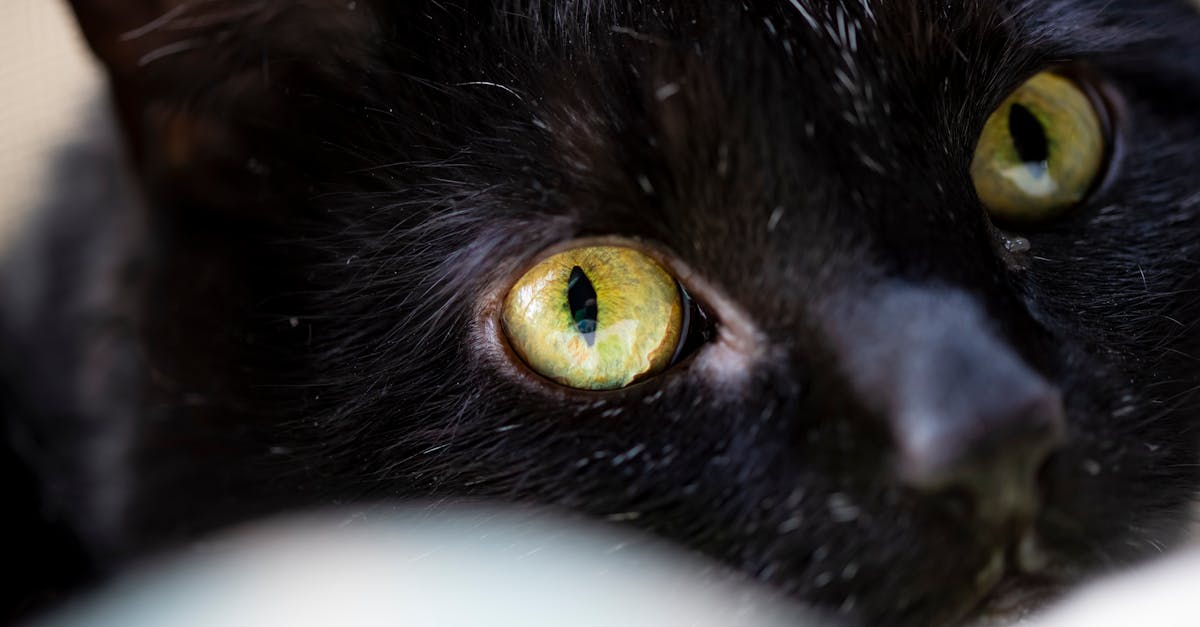 You are currently viewing Natural Home Remedies for Cat Eye Discharge: A Holistic Care Guide