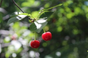 Read more about the article 20 Effective Natural UTI Remedies for Women: God’s Herbs, Biblical Wisdom & Science